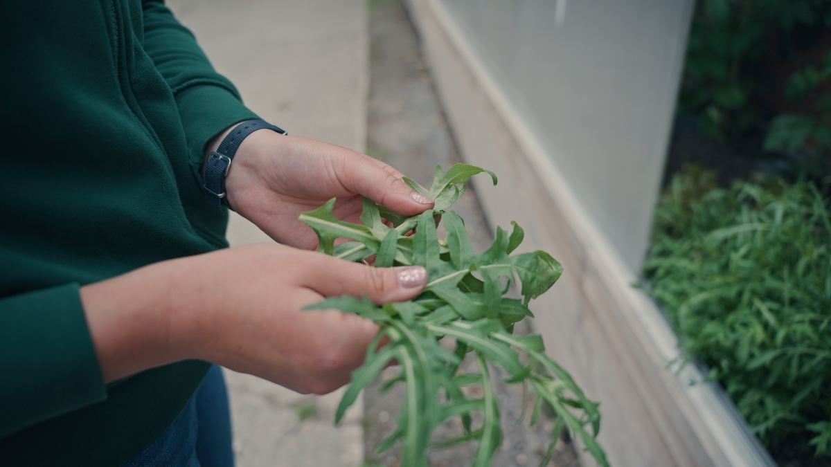 Zwei Hände halten frisch geernteten Rucola
